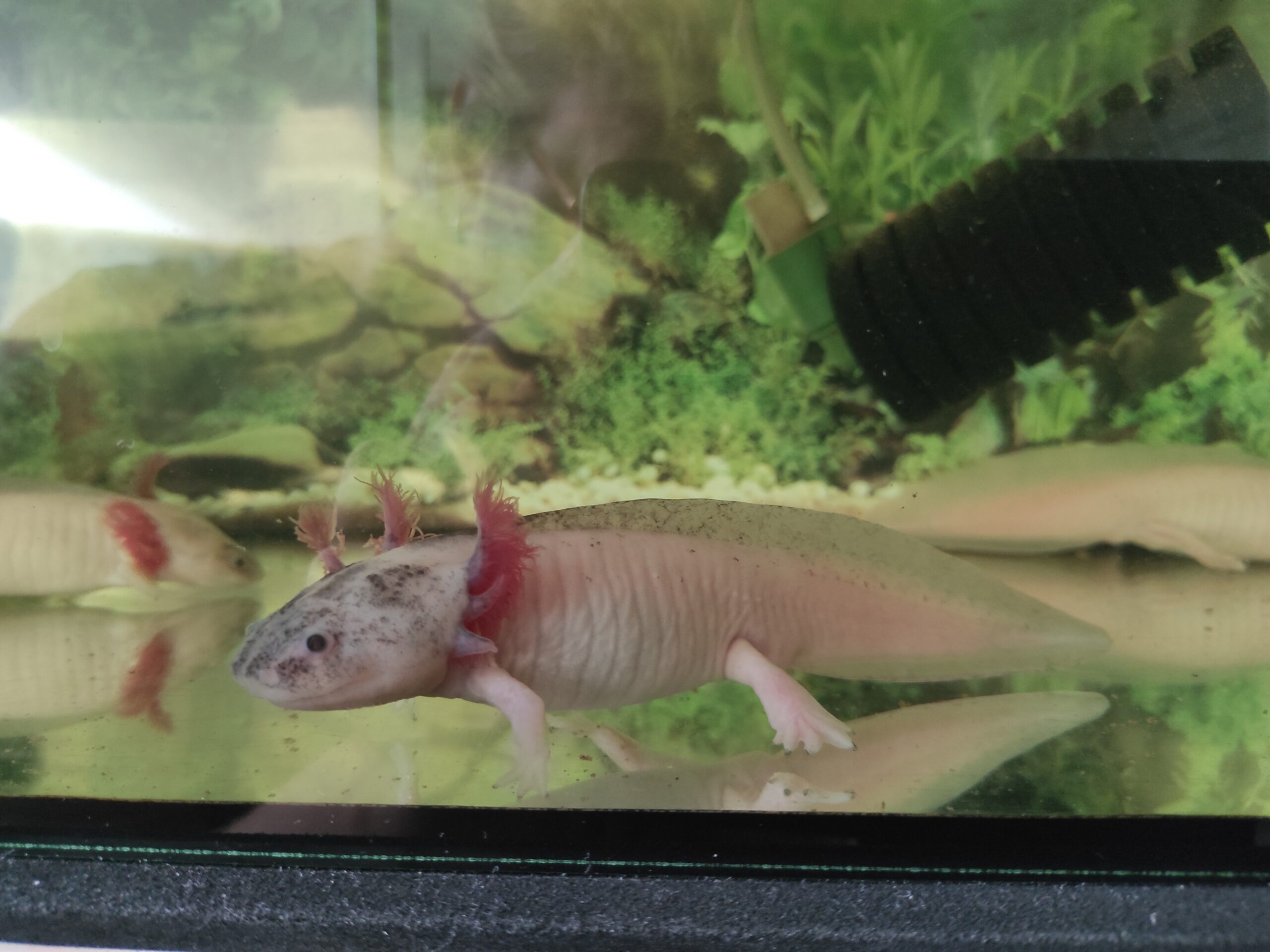 Axolotl Harlekin