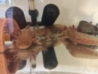 Axolotl Erwachsene Tiere