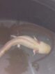 Zwei Axolotl, komplett mit Technik + Aquarium, abzugeben wegen Zeitmangel