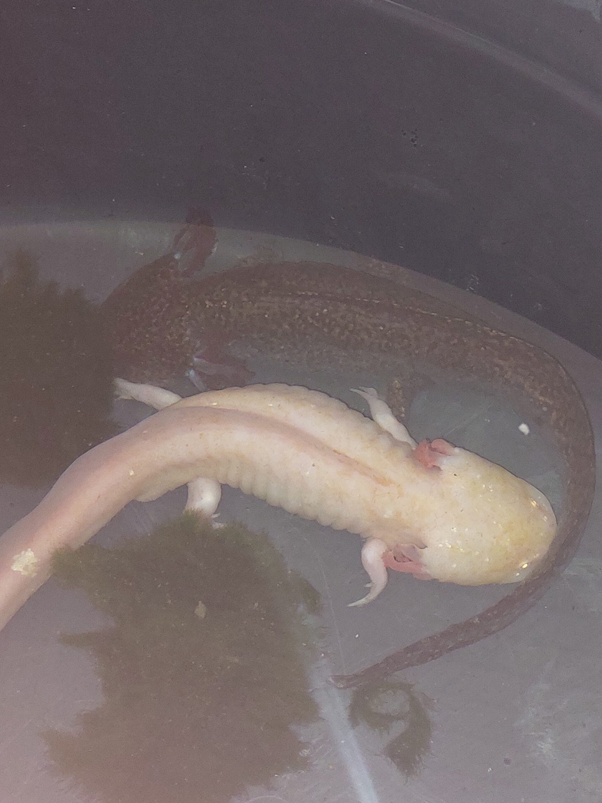 Zwei Axolotl, komplett mit Technik + Aquarium, abzugeben wegen Zeitmangel