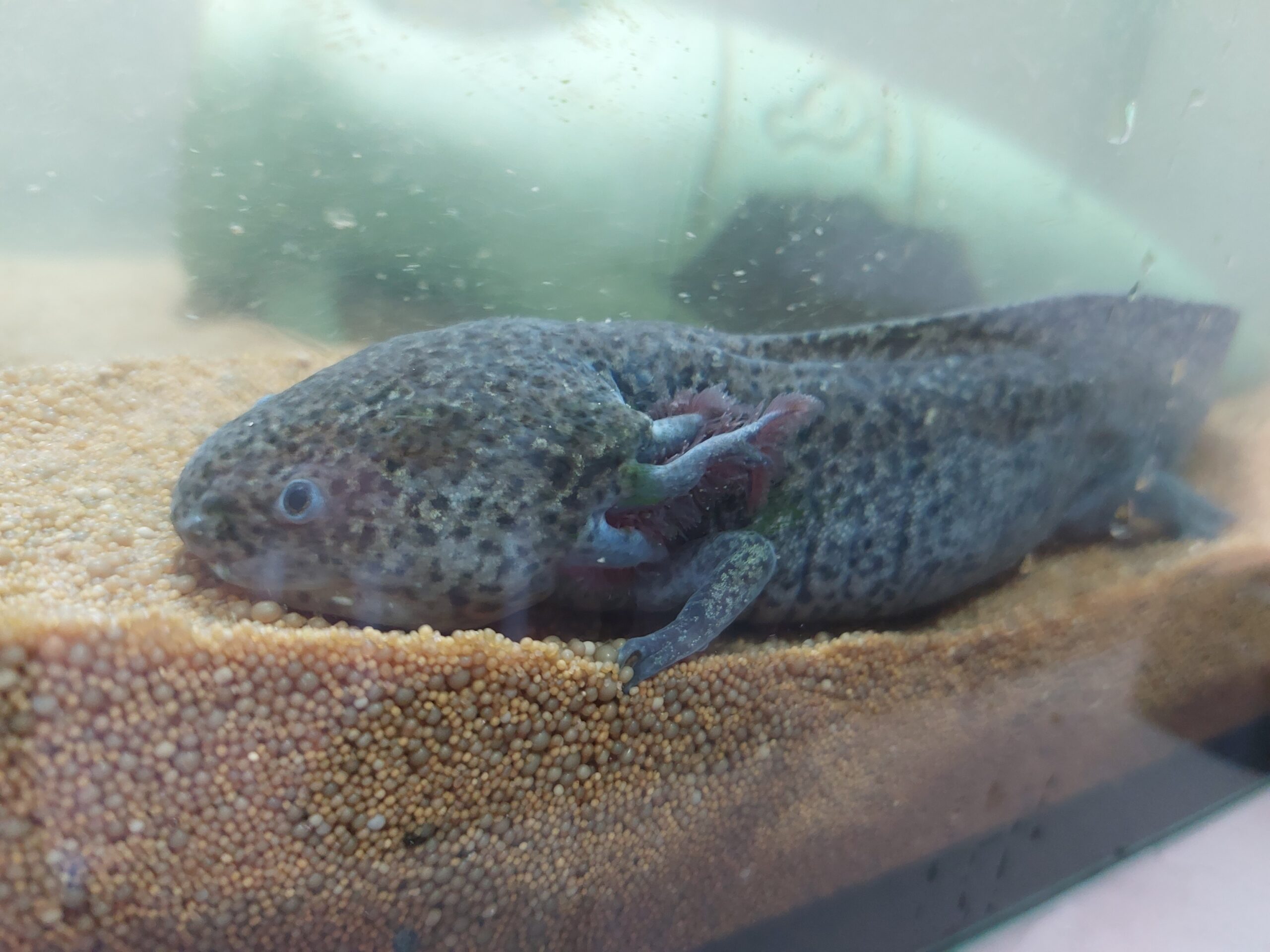 Zwei Axolotl, komplett mit Technik + Aquarium, abzugeben wegen Zeitmangel
