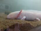 Zwei Axolotl, komplett mit Technik + Aquarium, abzugeben wegen Zeitmangel