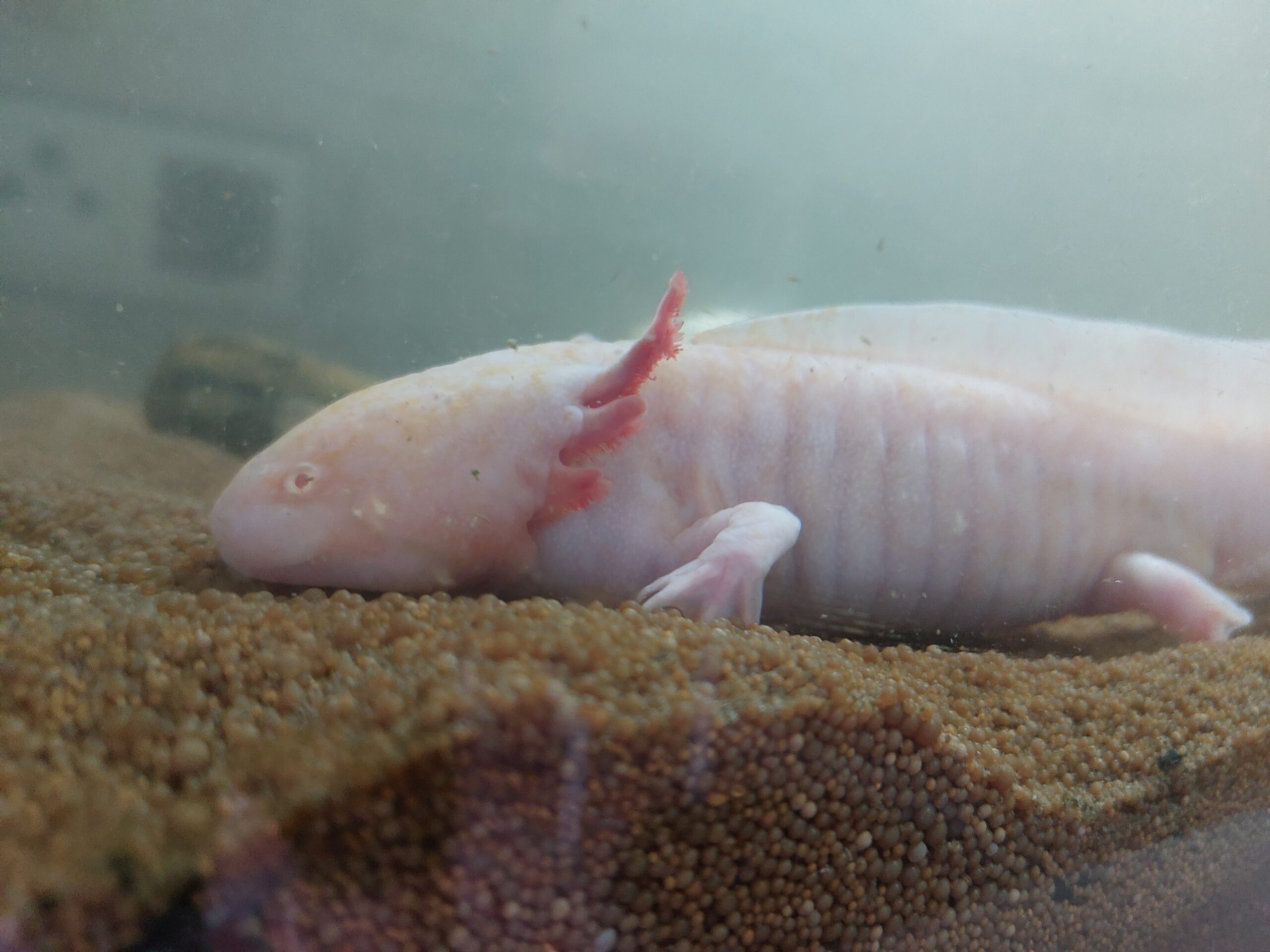 Zwei Axolotl, komplett mit Technik + Aquarium, abzugeben wegen Zeitmangel