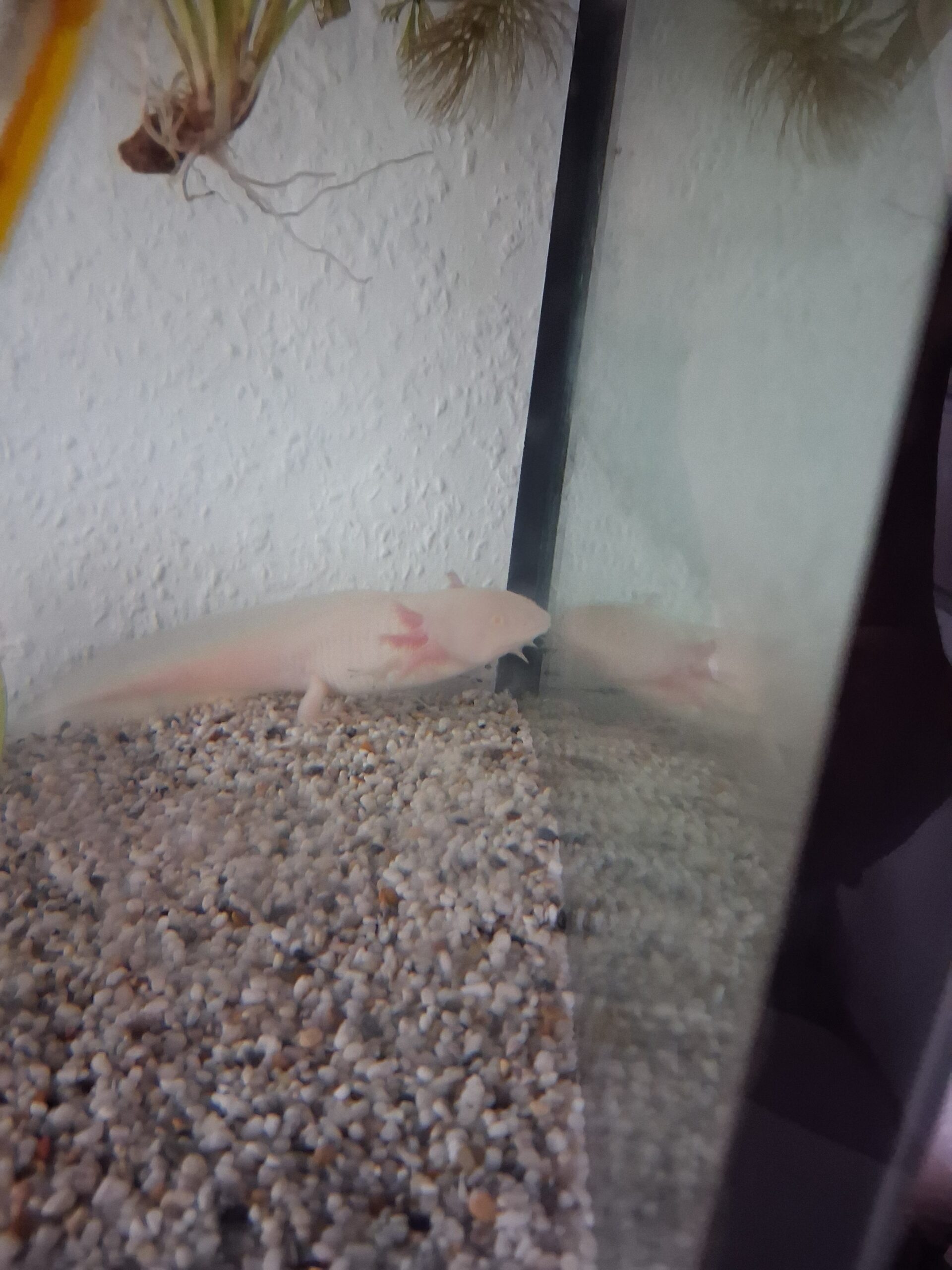 Axolotl + komplett zubehör