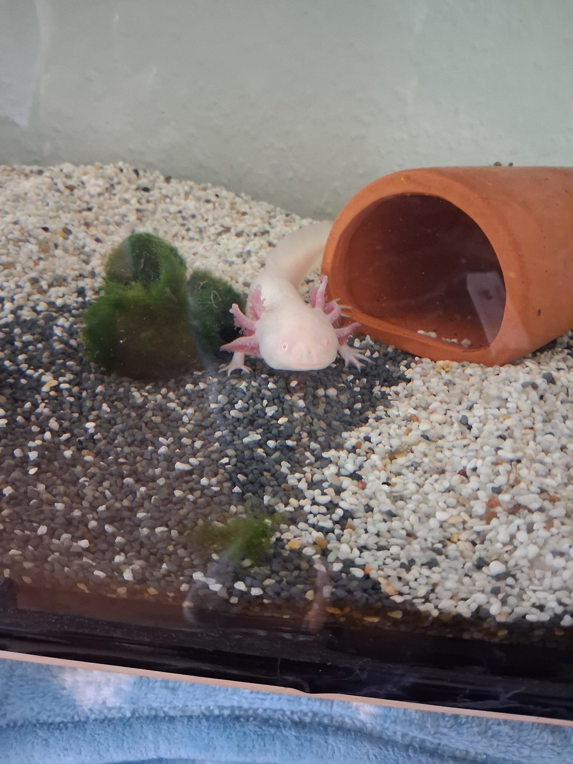 Axolotl + komplett zubehör