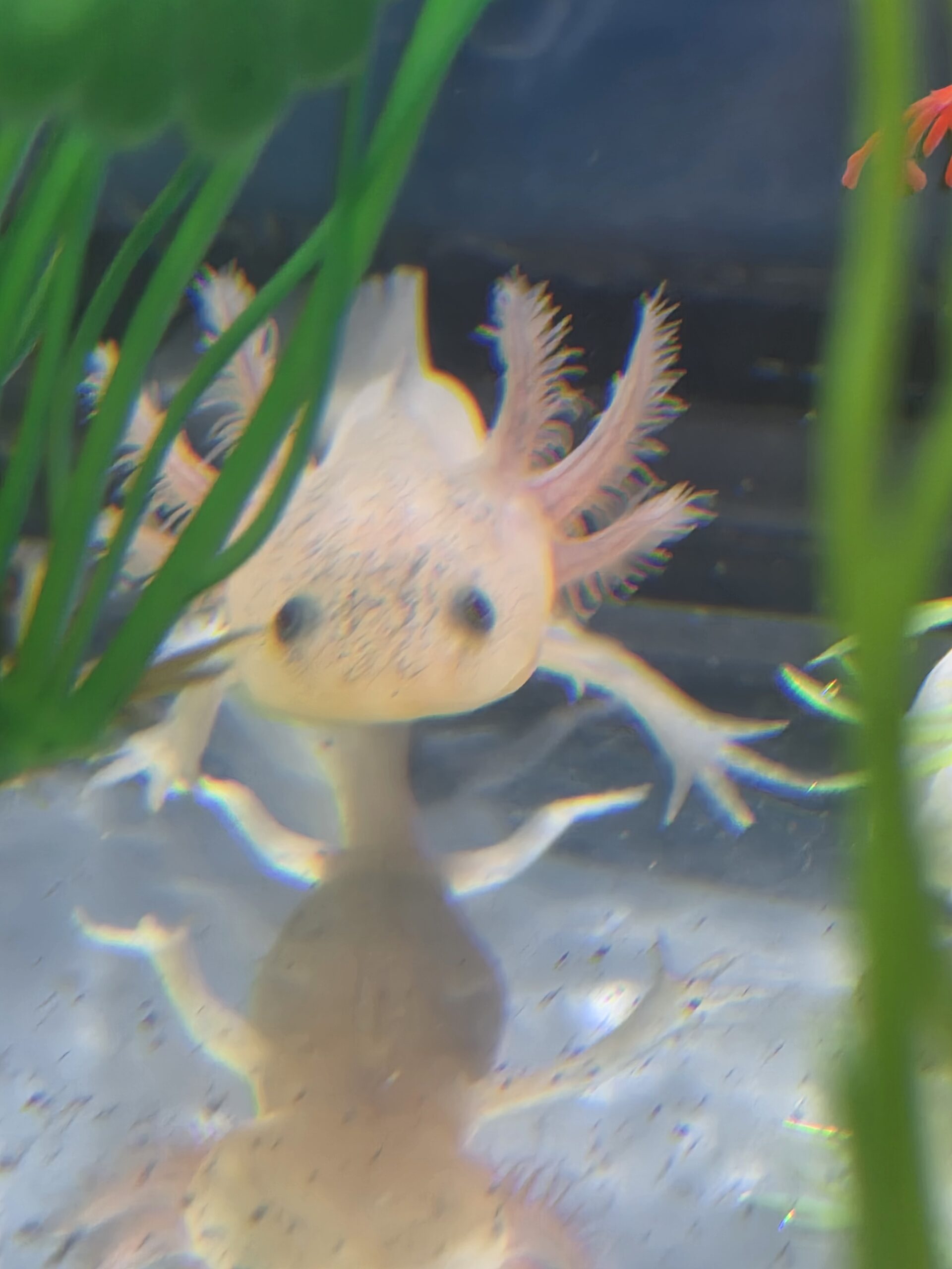 Kleine Axolotl suchen ein neues Zuhause