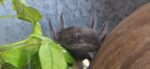 Axolotl 22 cm groß 2 Männchen 2 Weibchen