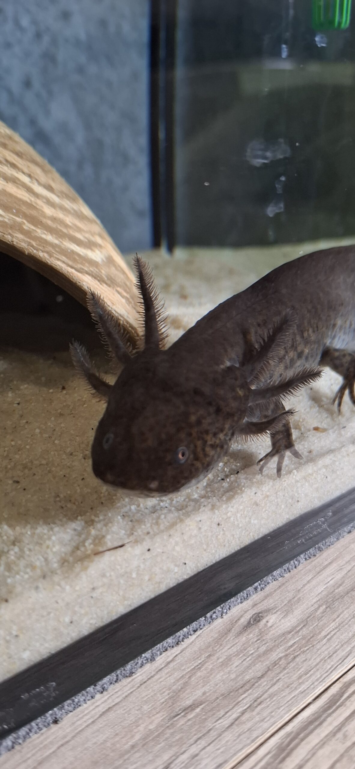 Axolotl 22 cm groß 2 Männchen 2 Weibchen
