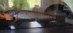 Axolotl 22 cm groß 2 Männchen 2 Weibchen