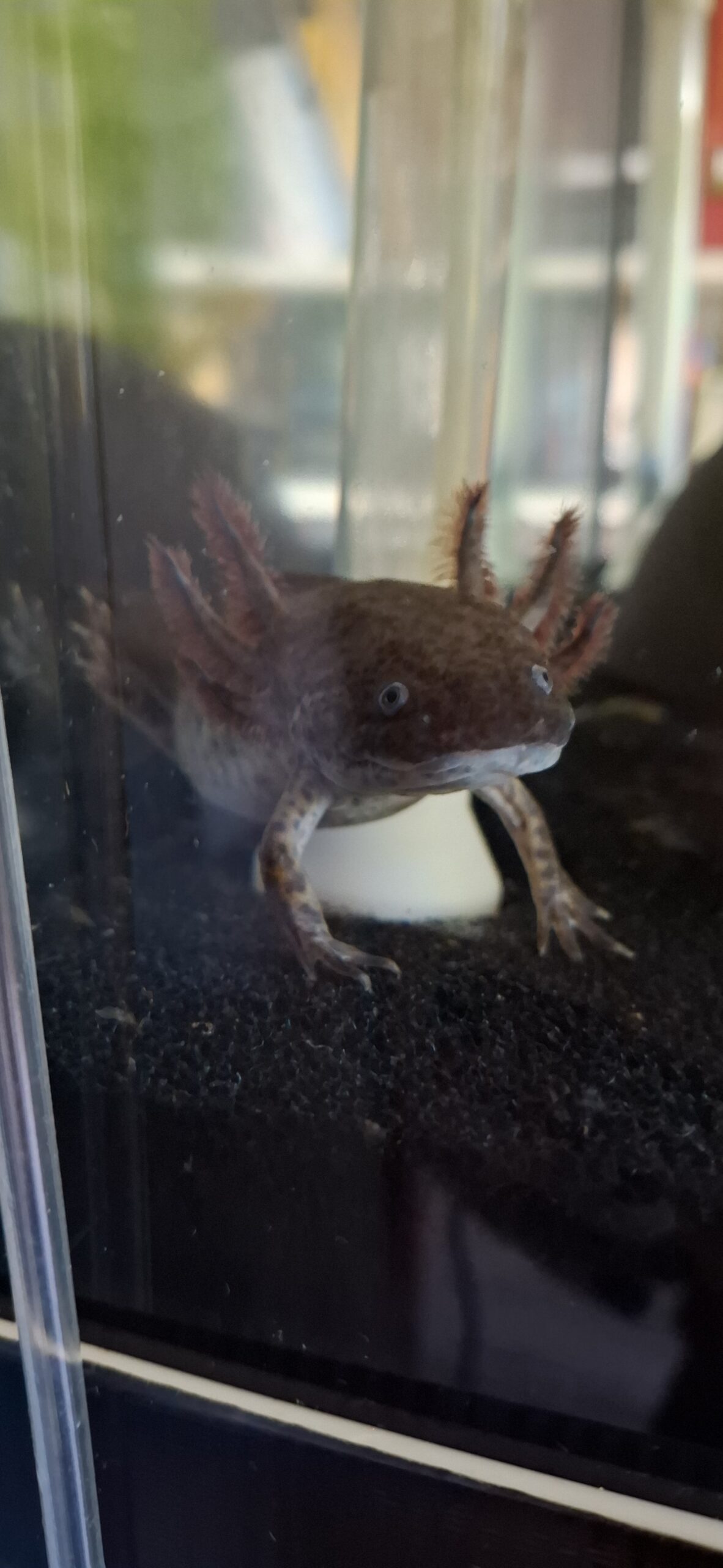 Axolotl 22 cm groß 2 Männchen 2 Weibchen