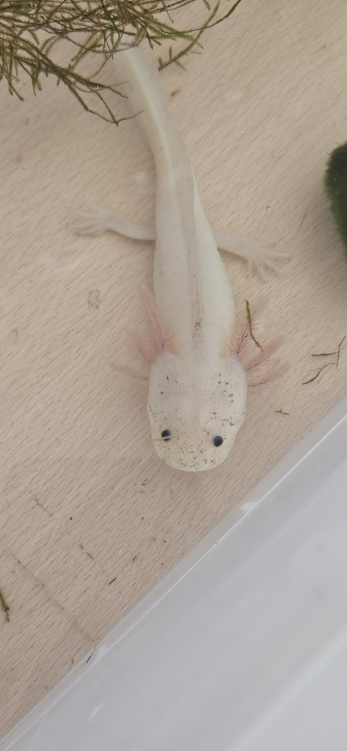 Axolotl Nachwuchs