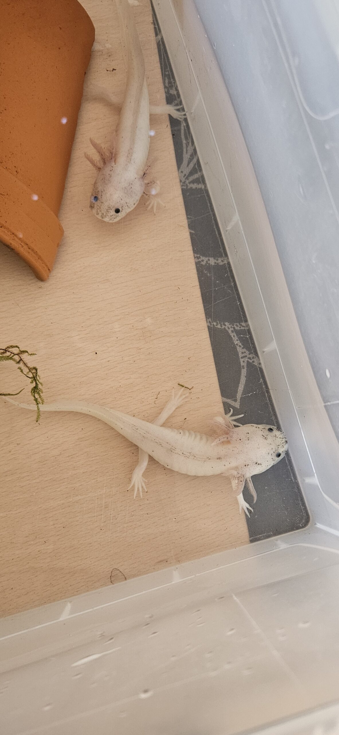 Axolotl Nachwuchs