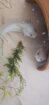 Axolotl Nachwuchs