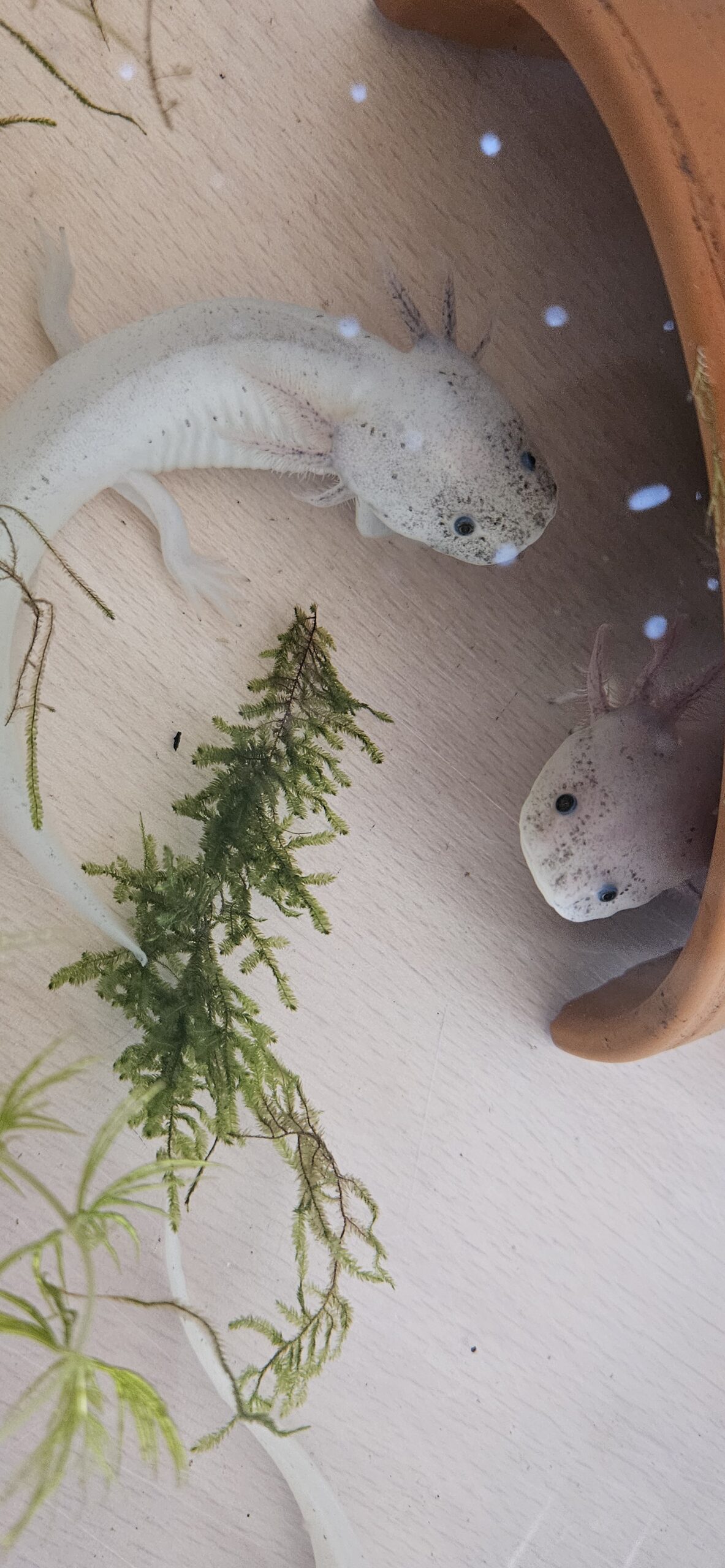 Axolotl Nachwuchs