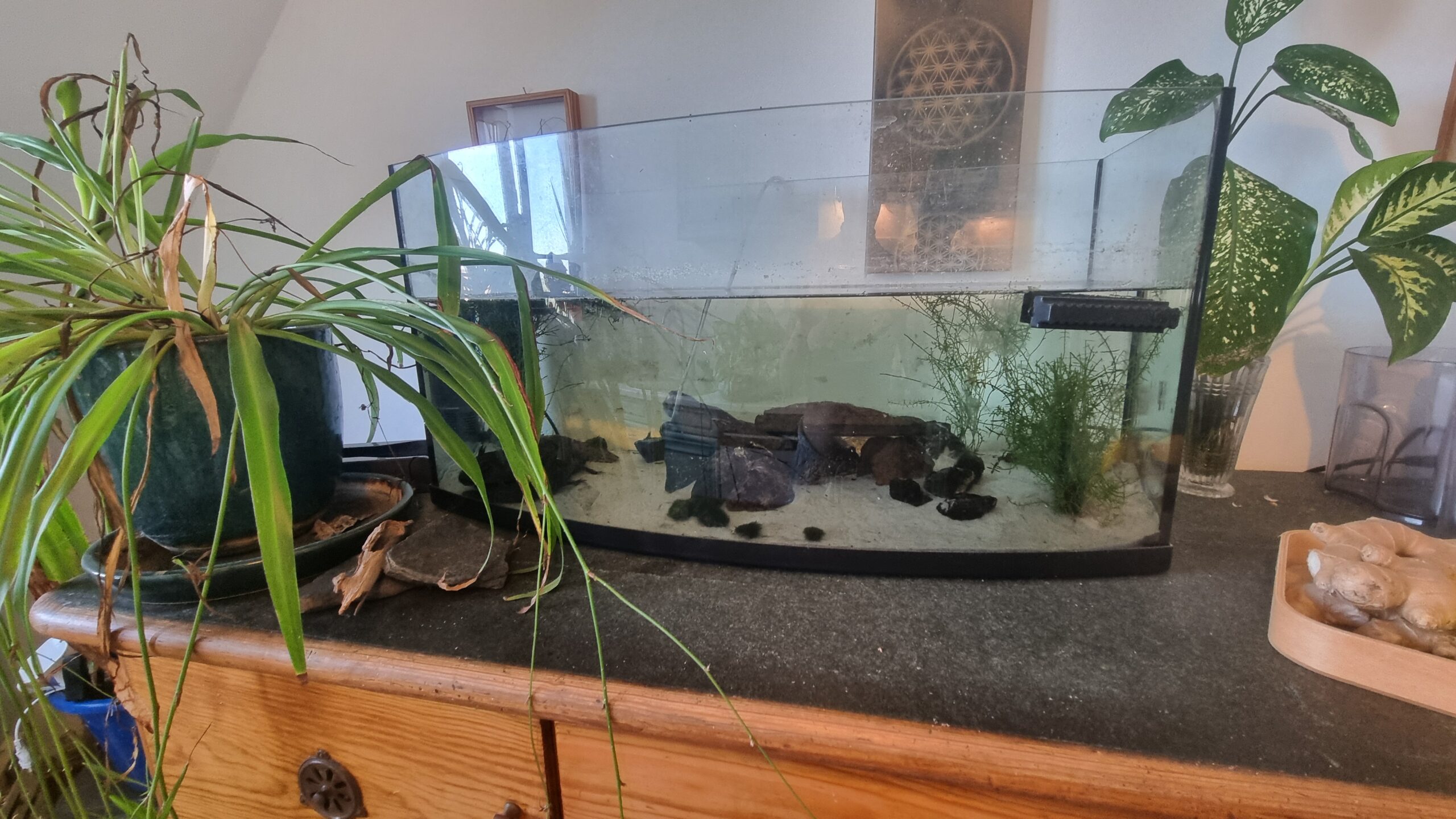 Cheech und Chong suchen ein neues zu Hause