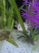Kleine Axolotl suchen ein neues Zuhause