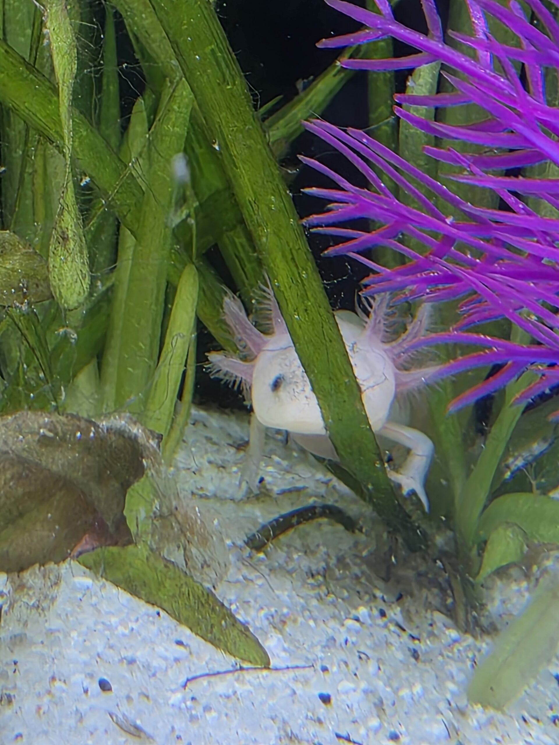 Kleine Axolotl suchen ein neues Zuhause