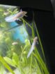 Kleine Axolotl suchen ein neues Zuhause
