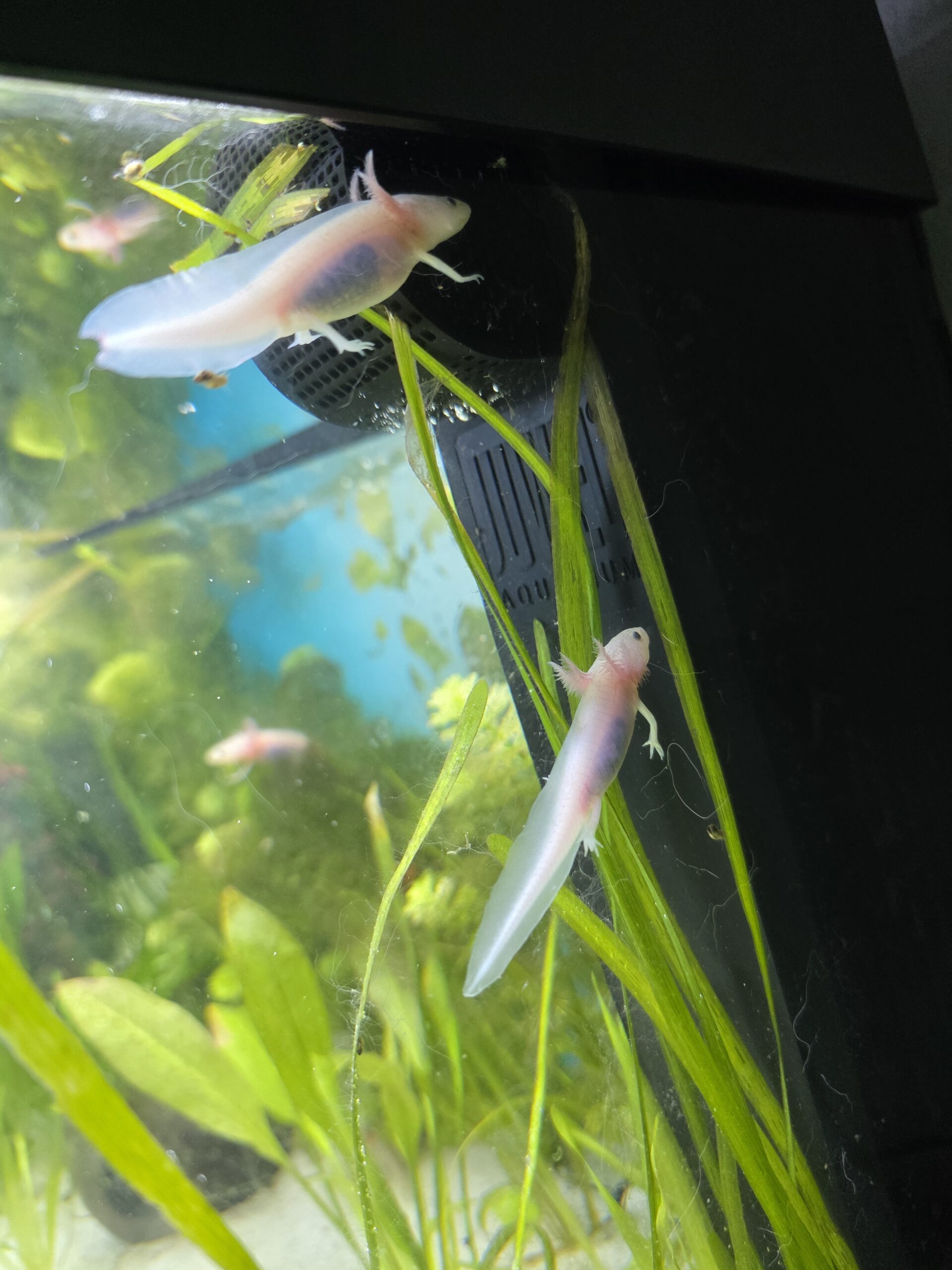 Kleine Axolotl suchen ein neues Zuhause