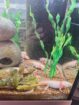 Axolotl BD frei hell/Harkelin
