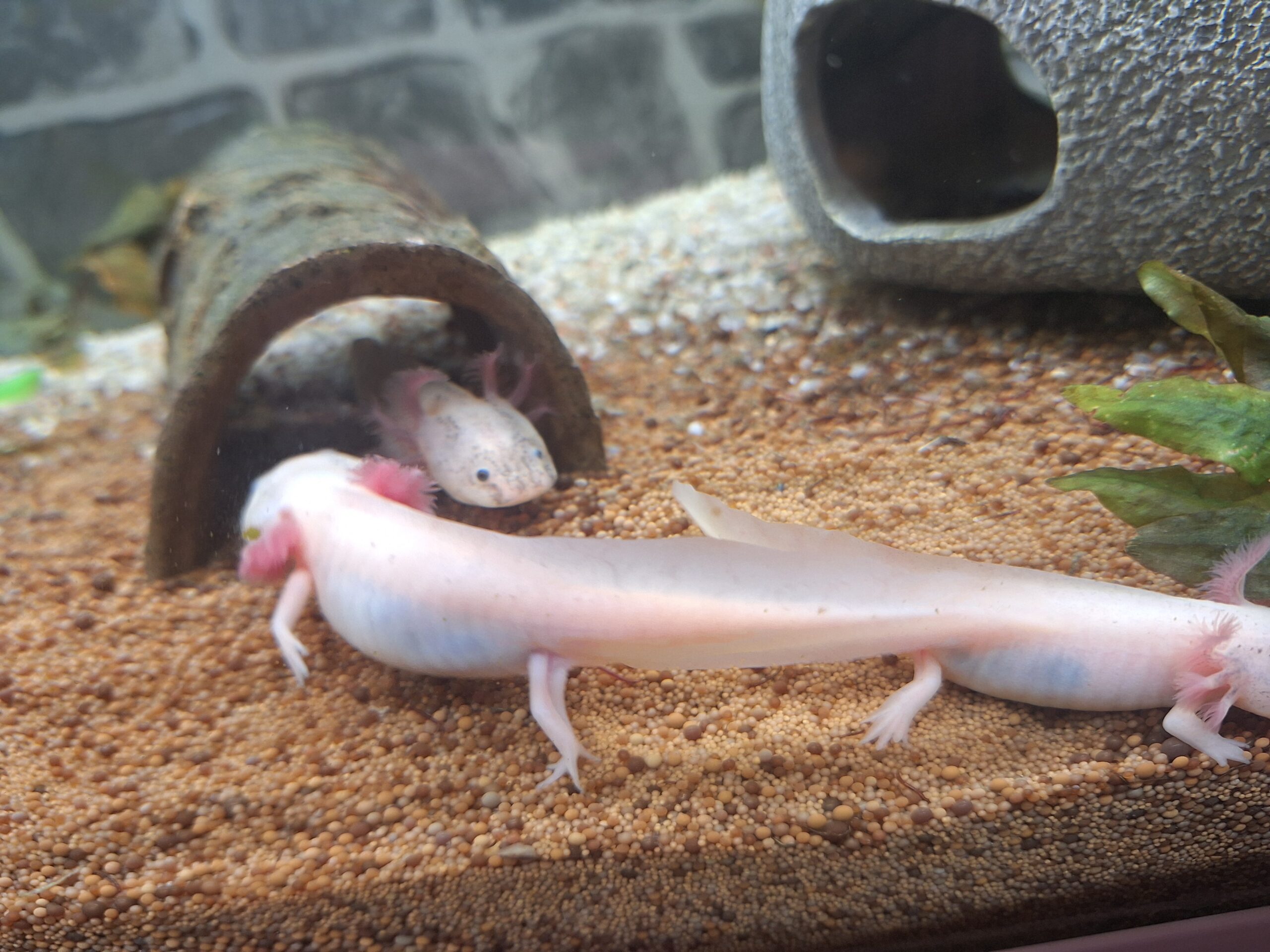 Axolotl BD frei hell/Harkelin