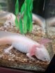 Axolotl BD frei hell/Harkelin