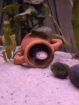 5 Axolotl und Hailea Durchlaufkühler
