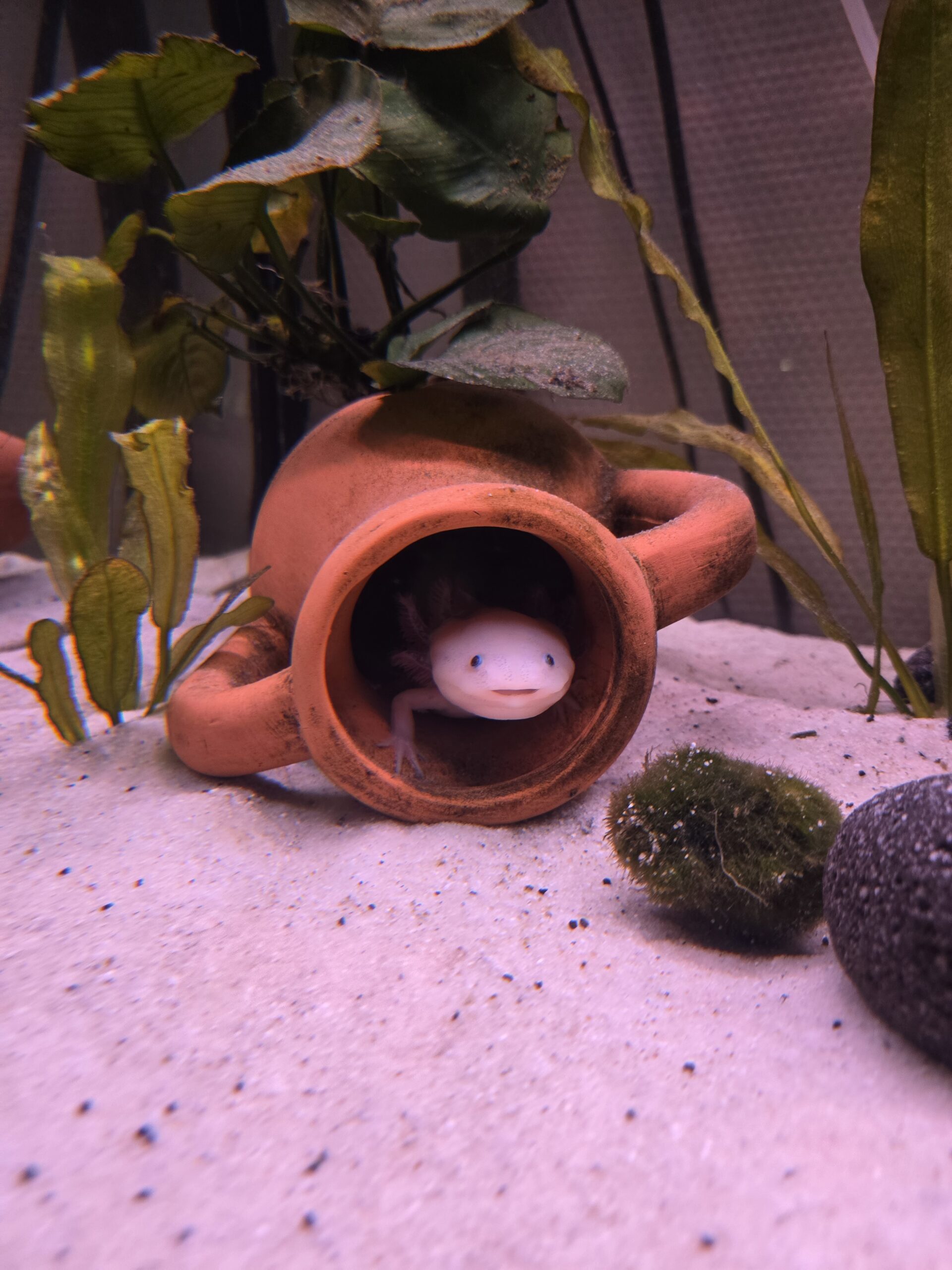 5 Axolotl und Hailea Durchlaufkühler