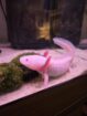 5 Axolotl und Hailea Durchlaufkühler