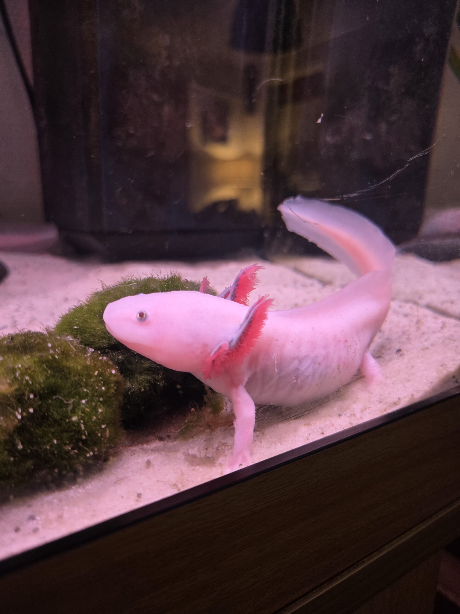 5 Axolotl und Hailea Durchlaufkühler