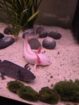 5 Axolotl und Hailea Durchlaufkühler