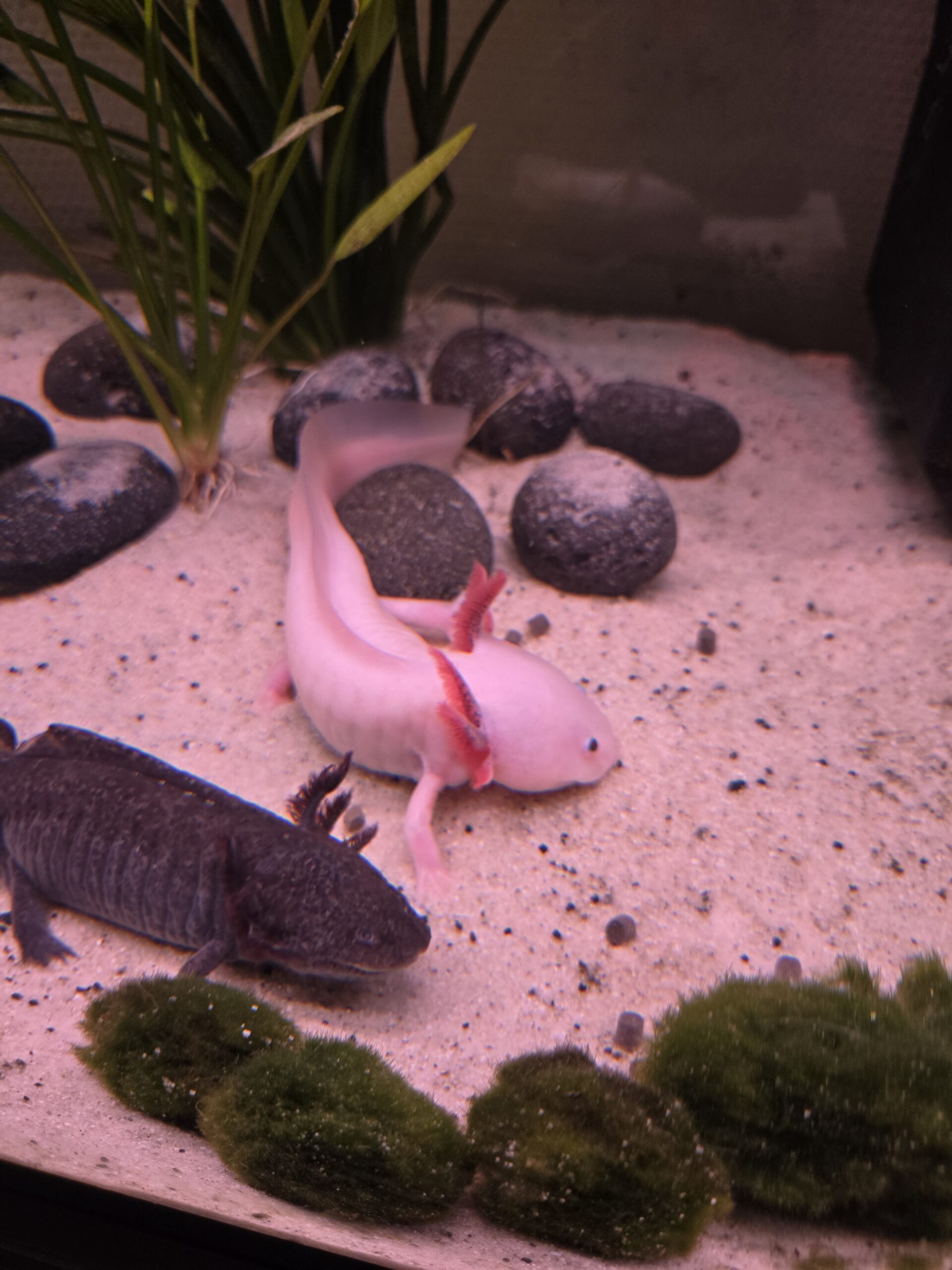 5 Axolotl und Hailea Durchlaufkühler