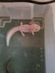 Axolotl Männchen aus Schwelm