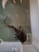 Axolotl Männchen aus Schwelm