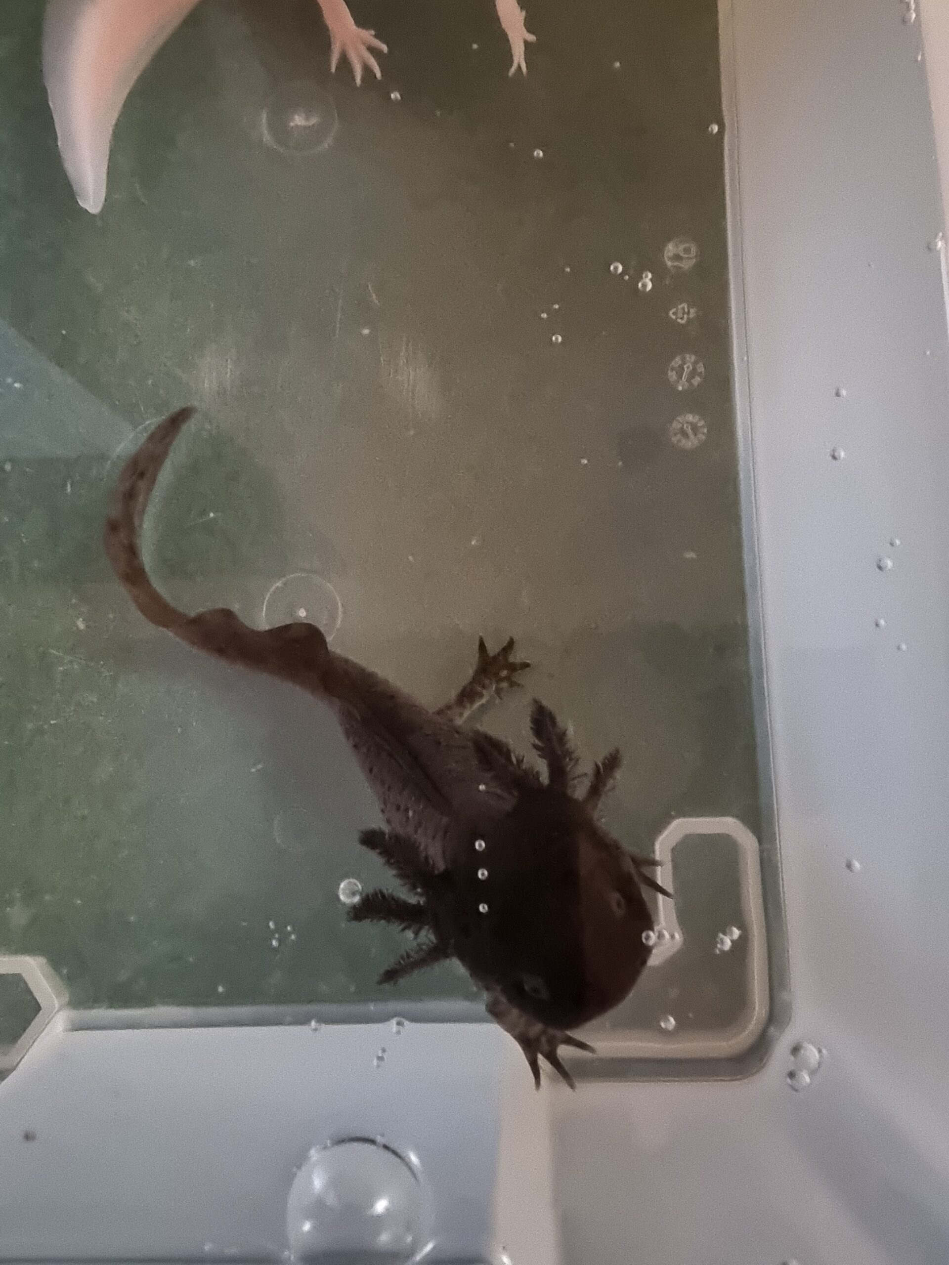 Axolotl Männchen aus Schwelm