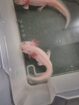 Axolotl Männchen aus Schwelm