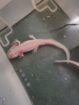 Axolotl Männchen aus Schwelm