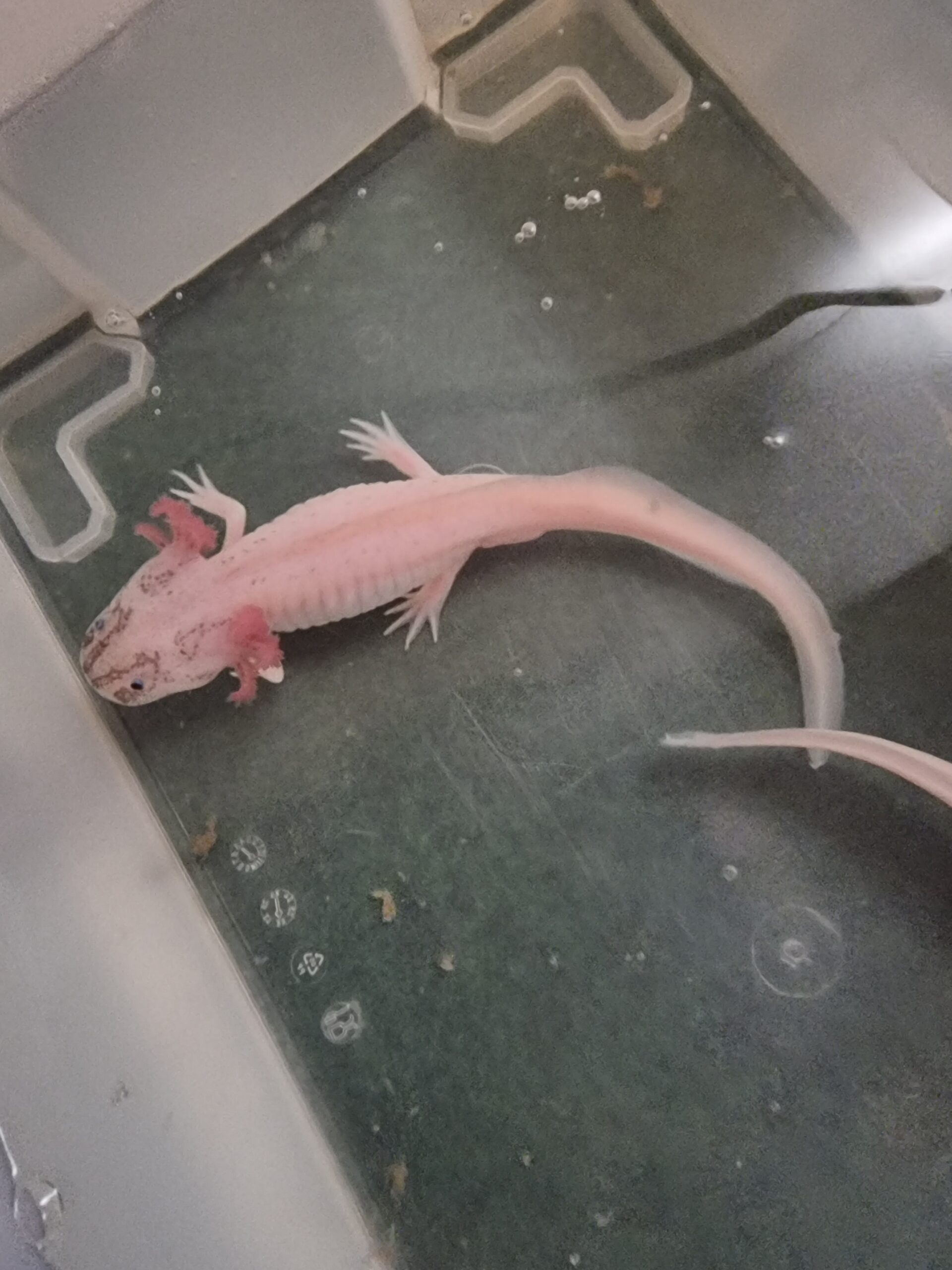 Axolotl Männchen aus Schwelm