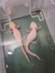 Axolotl Weibchen aus Schwelm