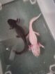 Axolotl Weibchen aus Schwelm