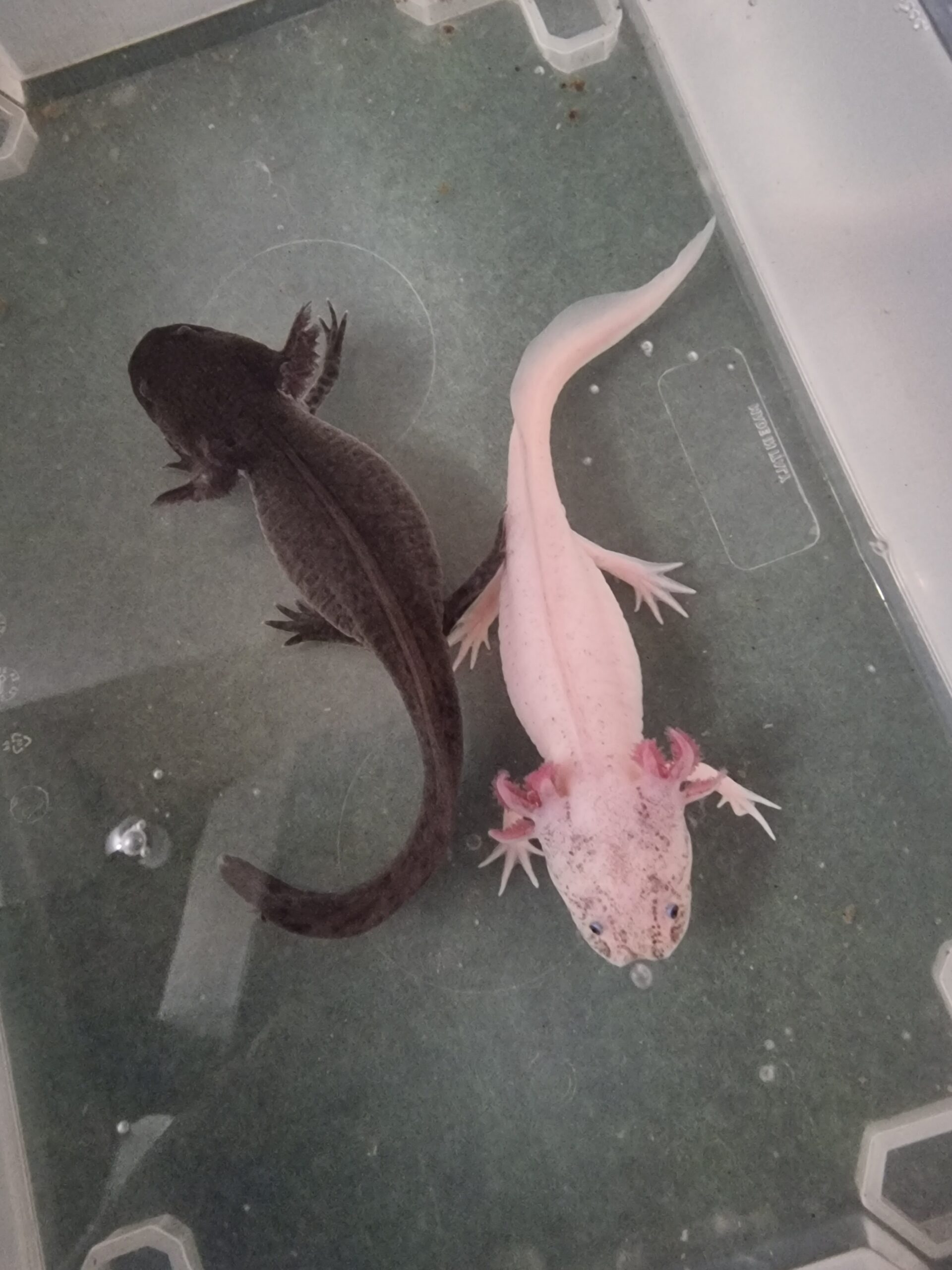 Axolotl Weibchen aus Schwelm