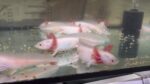 Harlekin/Gold Axolotl Jungtiere