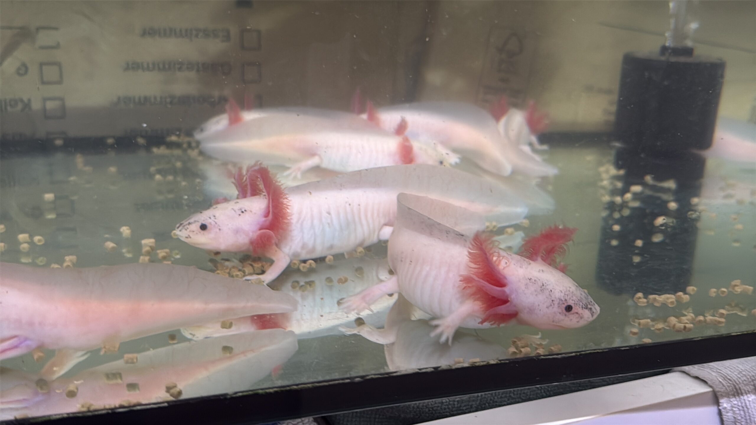 Harlekin/Gold Axolotl Jungtiere