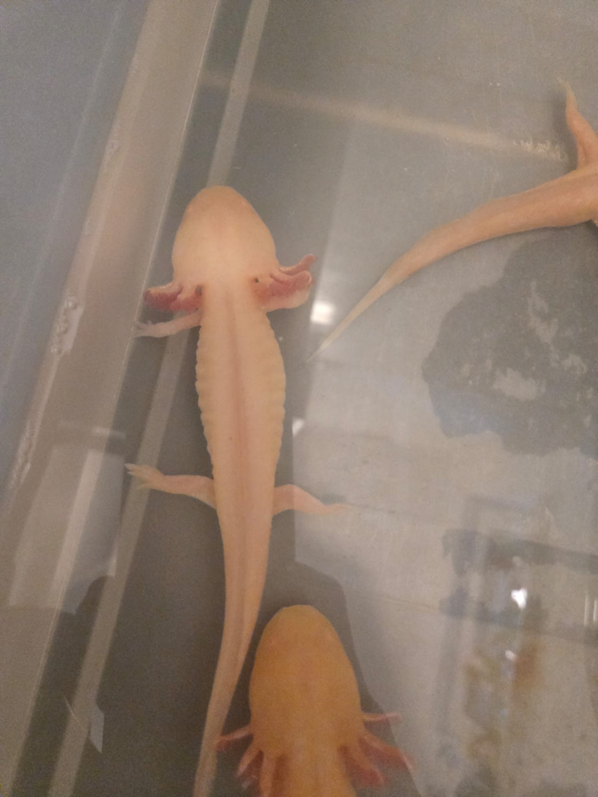 Axolotl aus eigener Nachzucht abzugeben