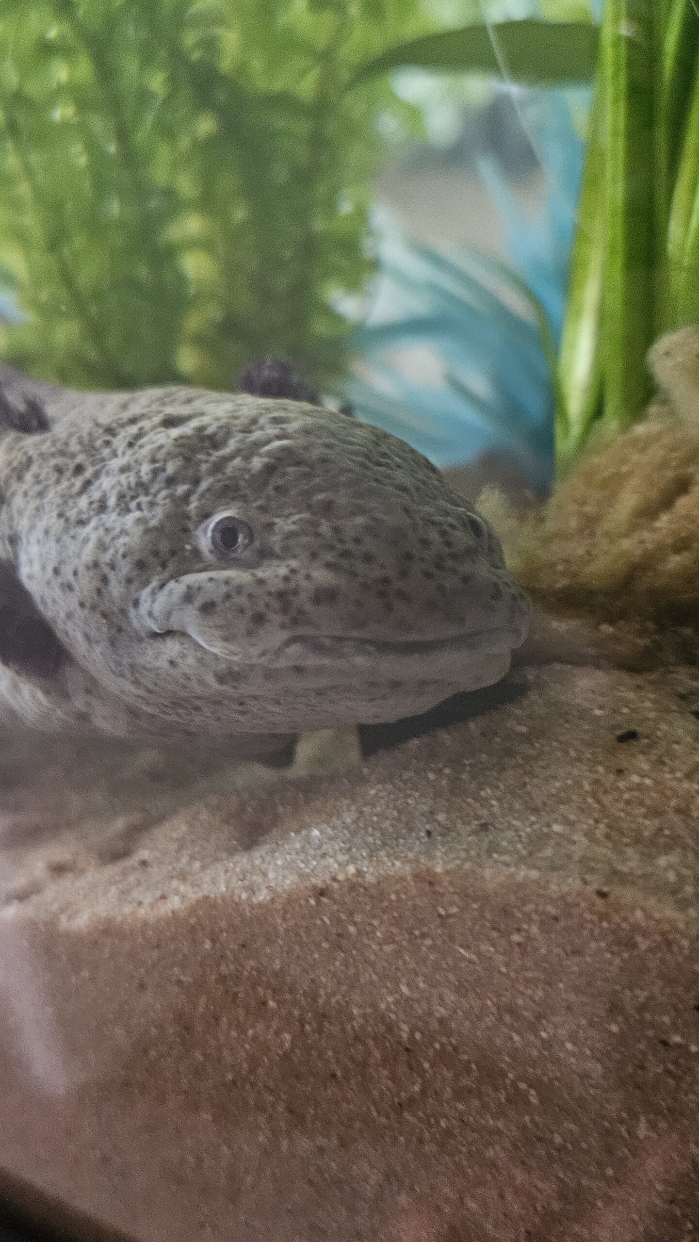 Axolotl * 9 Jahre * Wildling