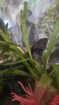 Axolotl * 9 Jahre * Wildling