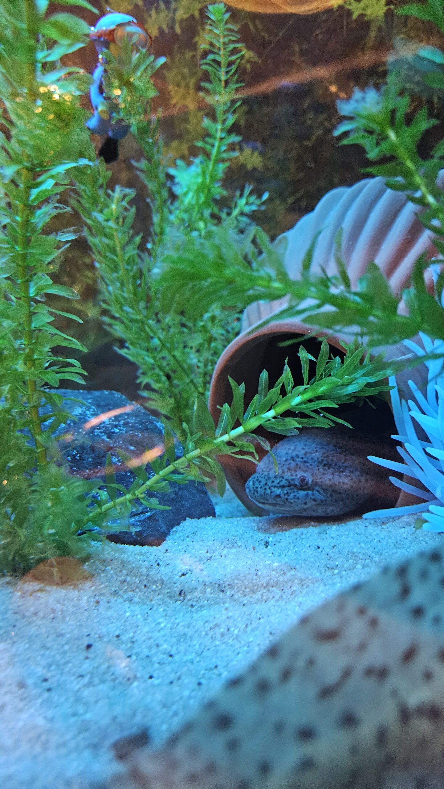 Axolotl * 9 Jahre * Wildling