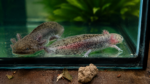 Axolotl aus eigener Nachzucht abzugeben (Frühjahr 2025)