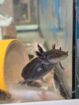 Axolotl Jungtiere