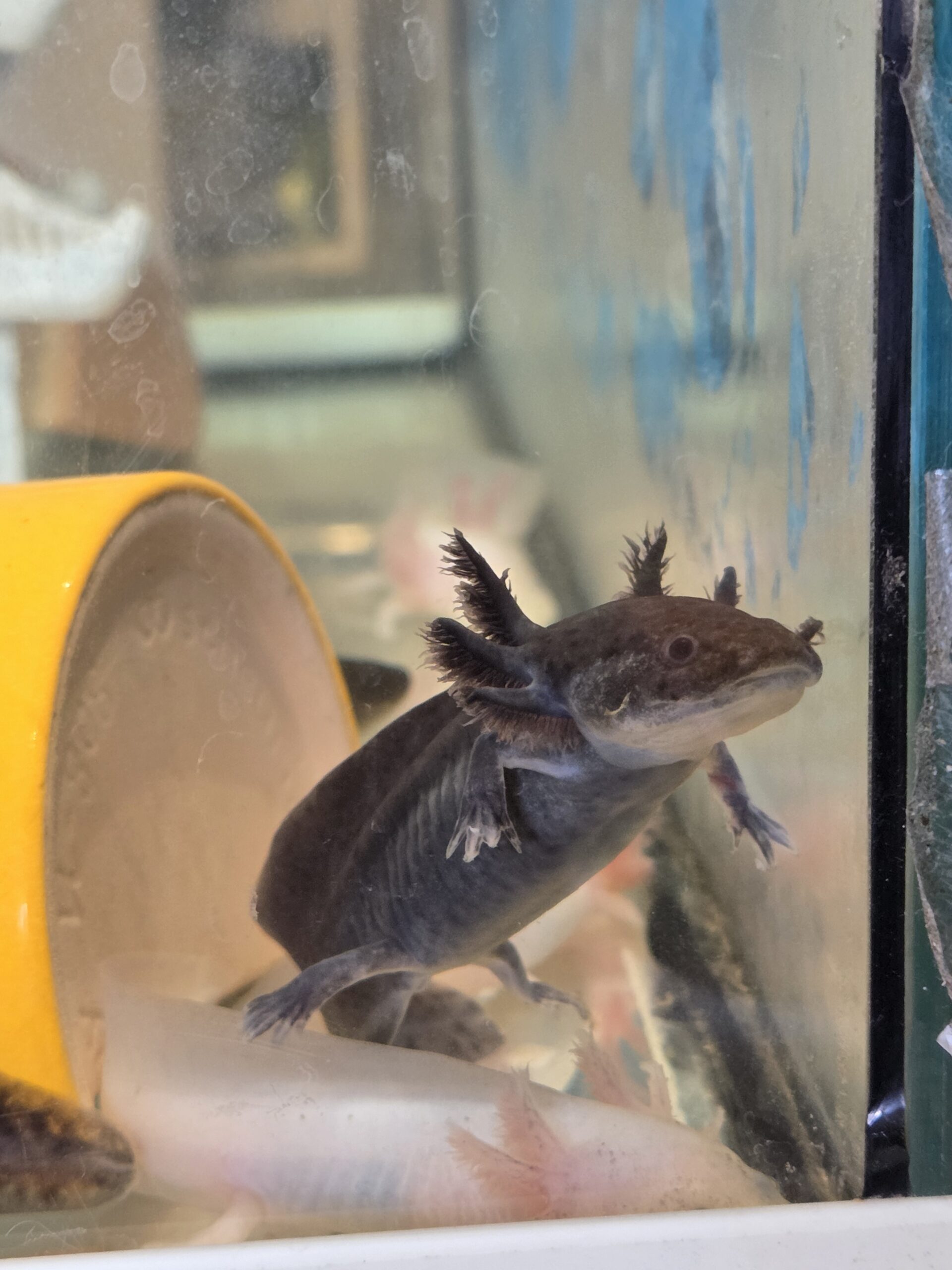 Axolotl Jungtiere